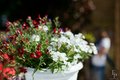 Moscow flower show 2016