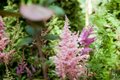 Moscow flower show 2016