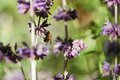Moscow flower show 2016