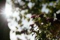 Moscow flower show 2016
