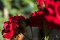 Moscow flower show 2016