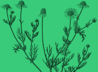 Петр и Феврония Муромские