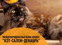 Международная выставка кошек «Кэт-Салон-Декабрь»