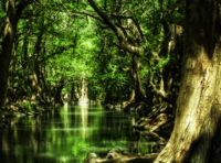 Deep Forest. 25 лет волшебства